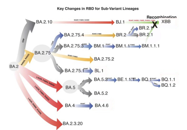 如何有效预防新冠二次感染？